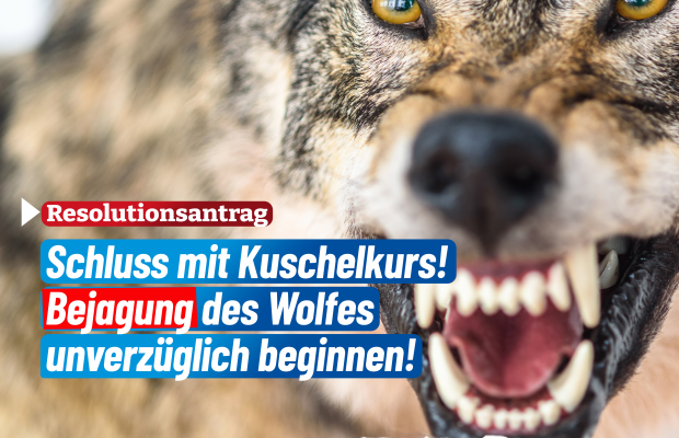 AfD-Fraktion im Kreistag beantragt Resolution zur Forderung nach einem unverzüglichen Beginn der Bejagung des Wolfes