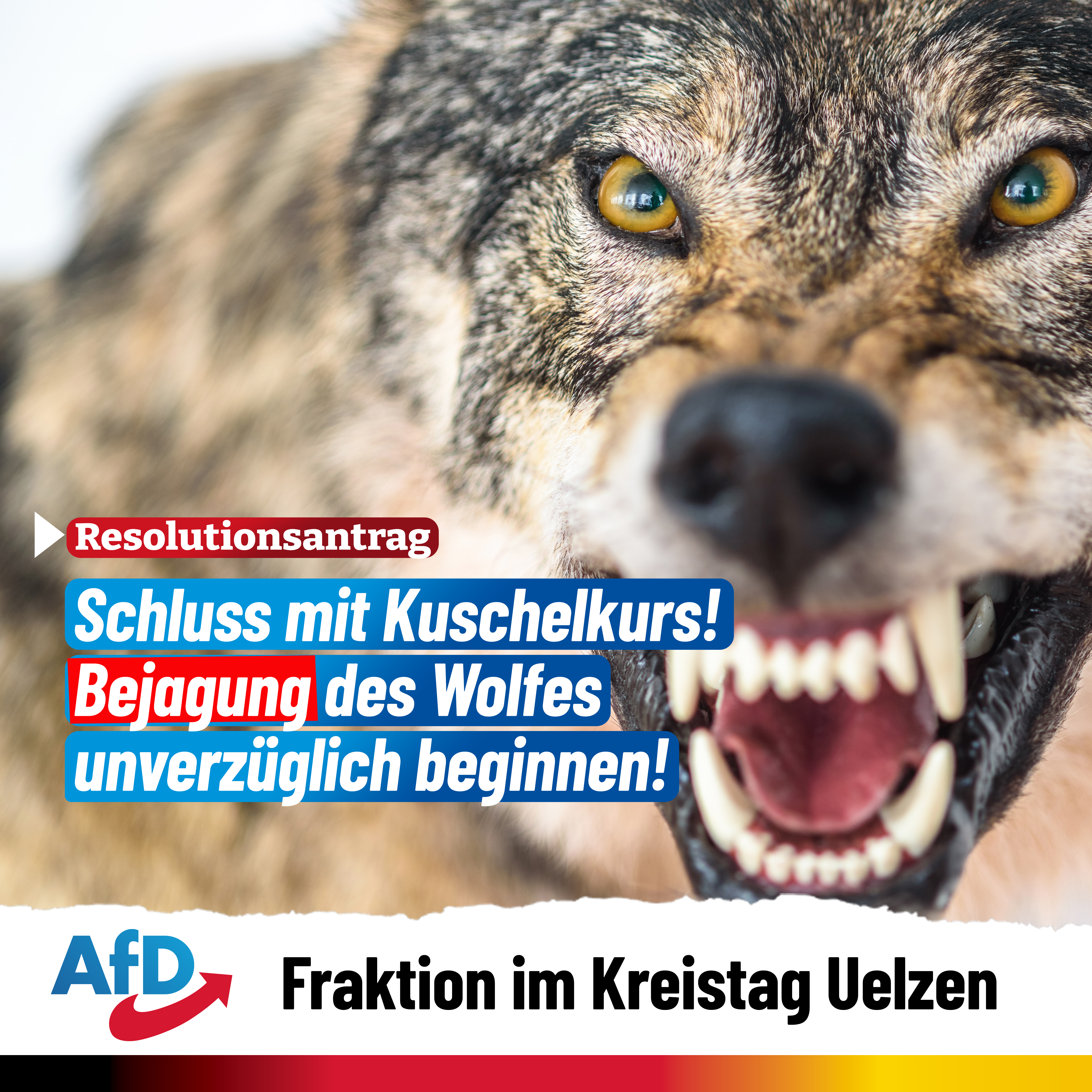 AfD-Fraktion im Kreistag beantragt Resolution zur Forderung nach einem unverzüglichen Beginn der Bejagung des Wolfes